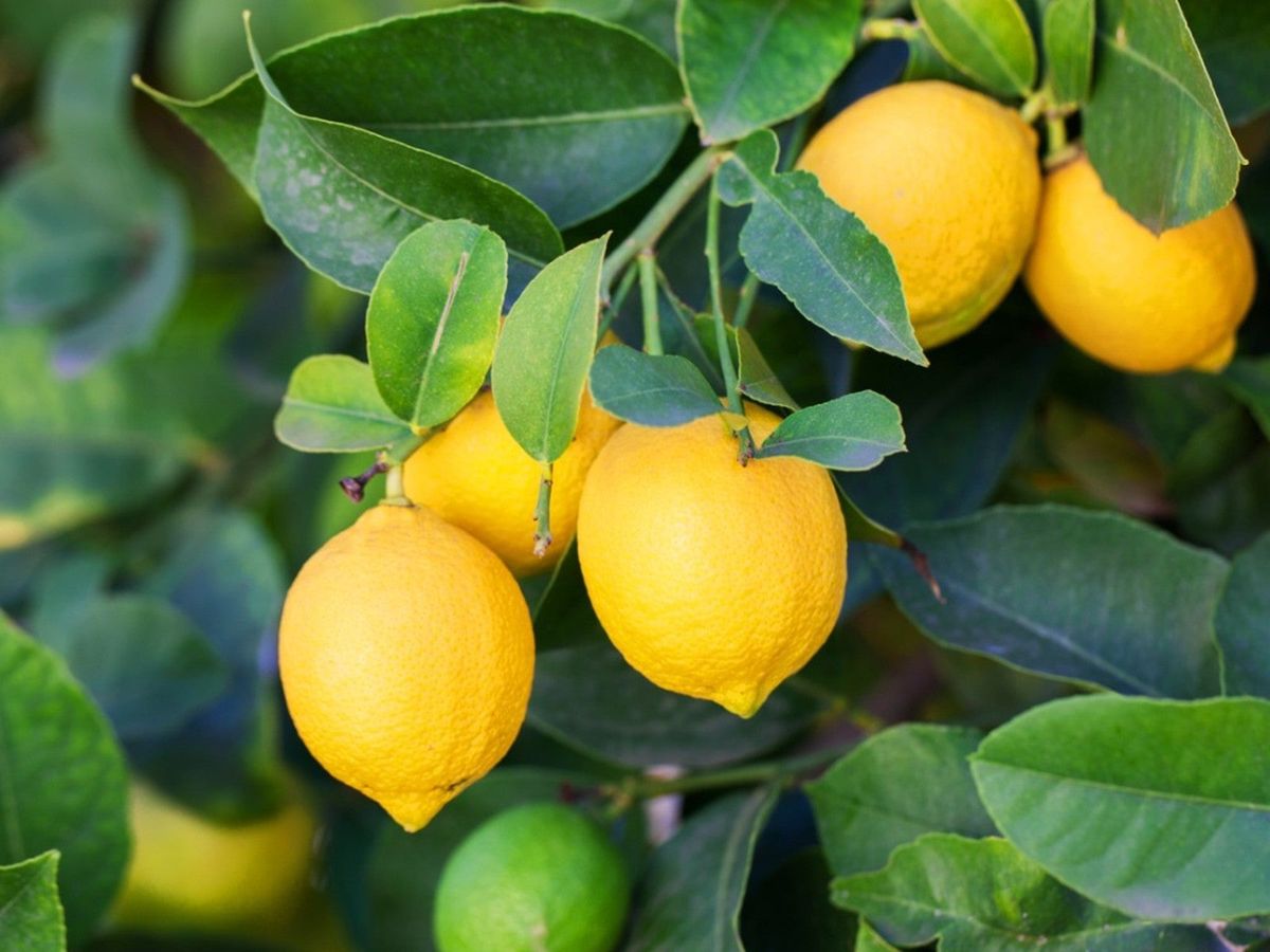 Lemon Scented Plants To Add To Your Garden Gardening Know How