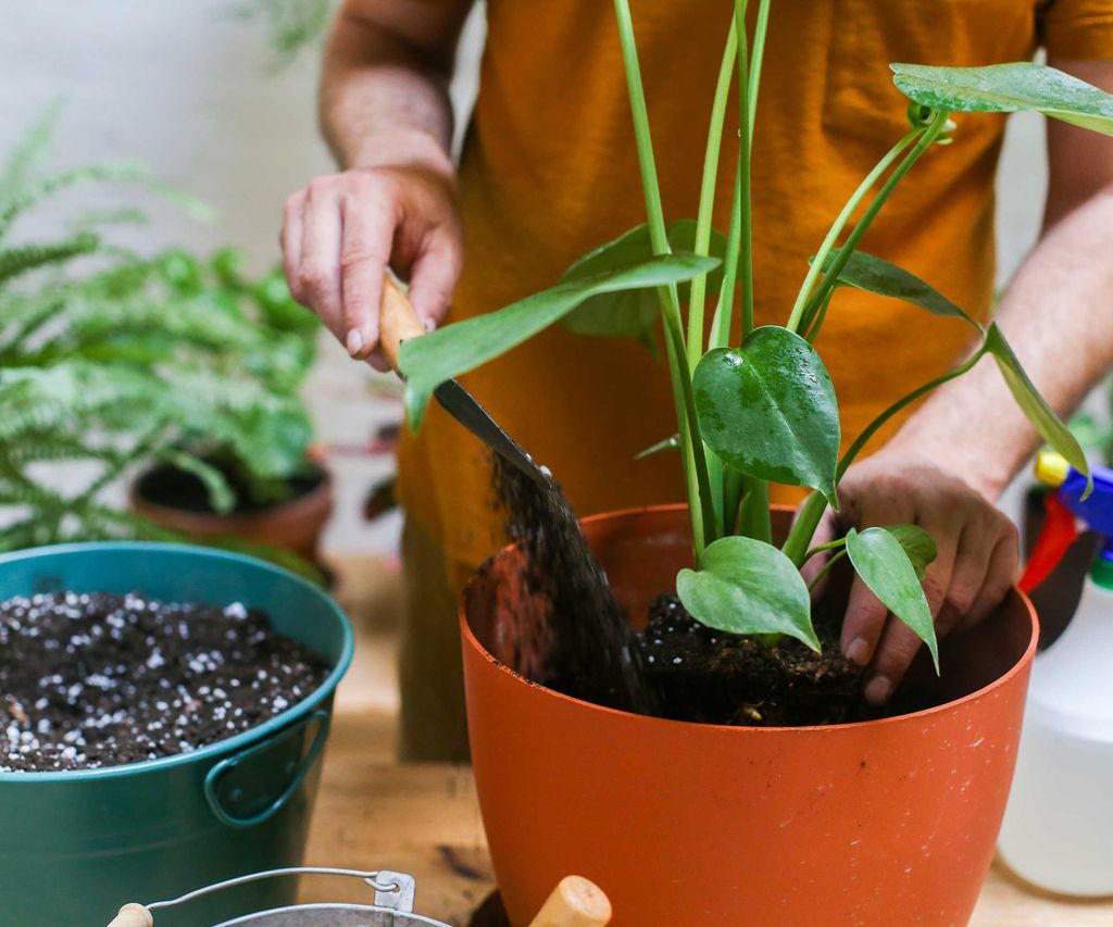 Image showcasing How to get rid of a houseplant gnat infestation: 5 expert tips | Homes ...