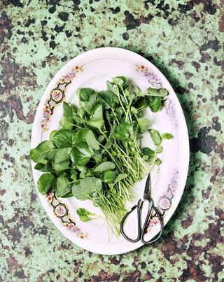 how to grow watercress from cuttings
