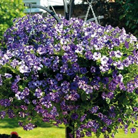 Petunia 'Night Sky' from Suttons