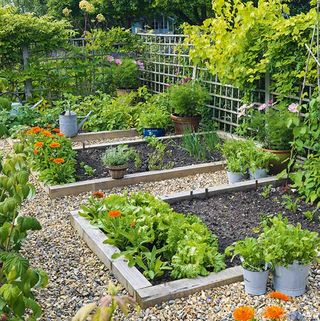 vegetable plots in a trellaced kitchen garden
