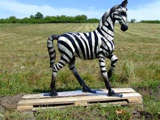 The zebra model the researchers used in their study.
