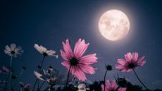 Flowers under moon