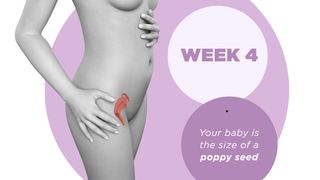 Pregnancy week by week 4