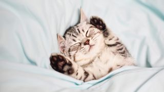 Kitten stretching on a bed