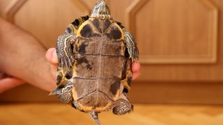 Inspecting a turtle upside down