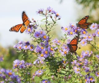 Purple aster blooms with butterflies in a garden