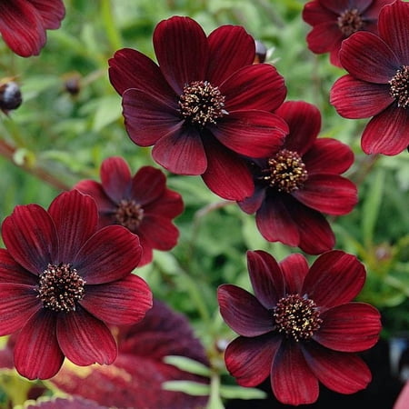 Cosmos 'chocamocha' -Live Starter Plant- Free Shipping!!!