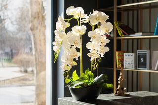 A potted orchid in a living room