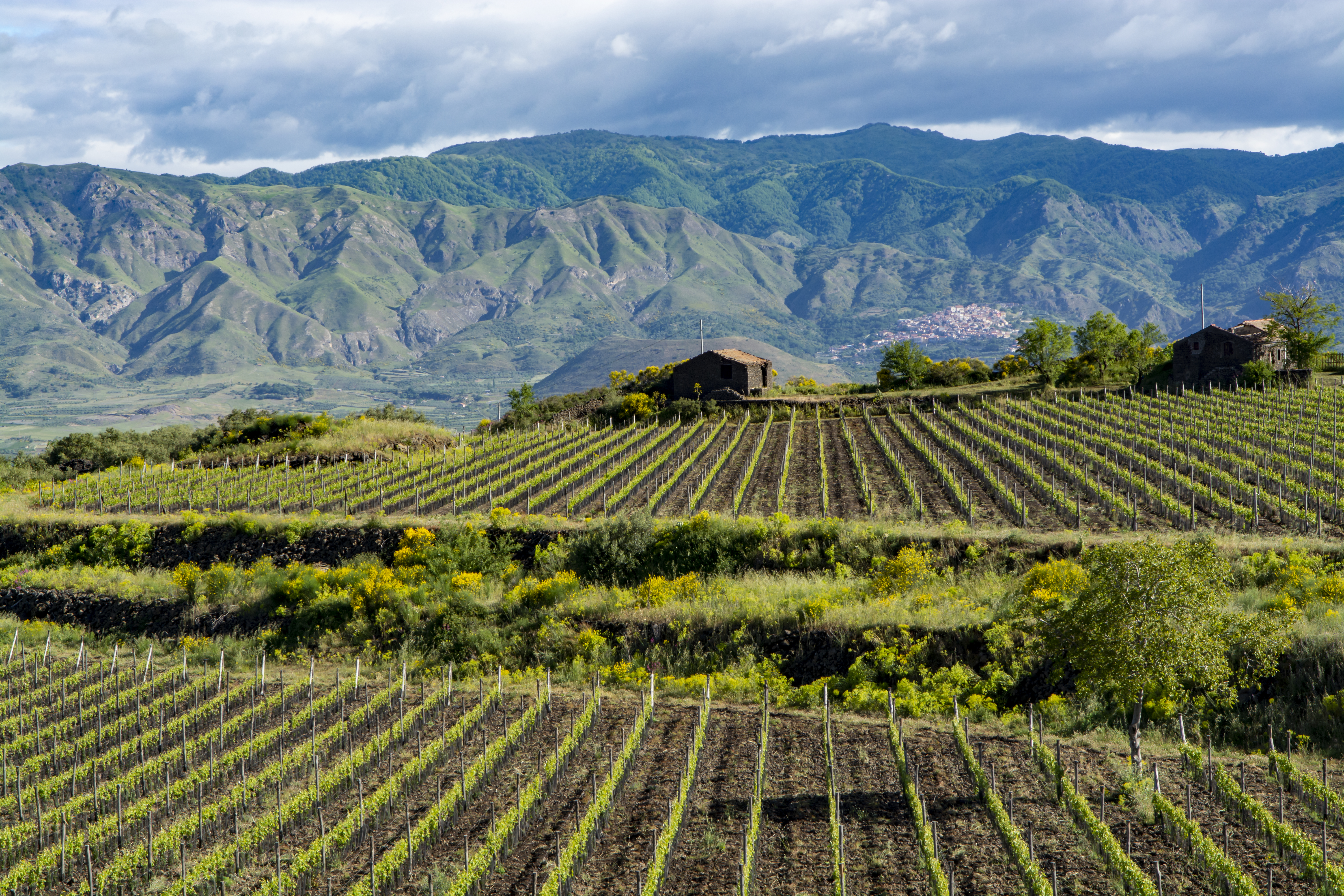 Rows if vines in the shadow of some dramatic hills