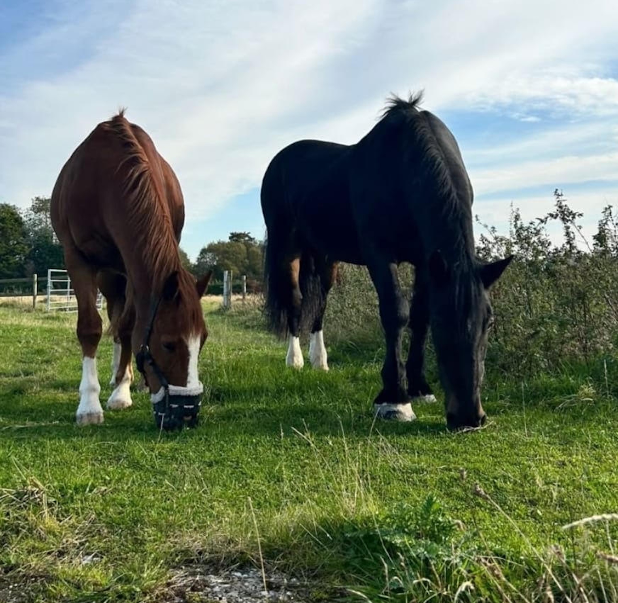 Two horses grazing in a field