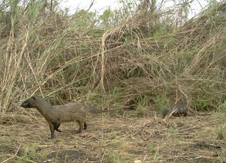 The survey resulted in a range-extension for the Egyptian mongoose.