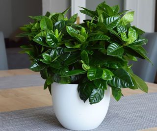 gardenia plant in indoor container