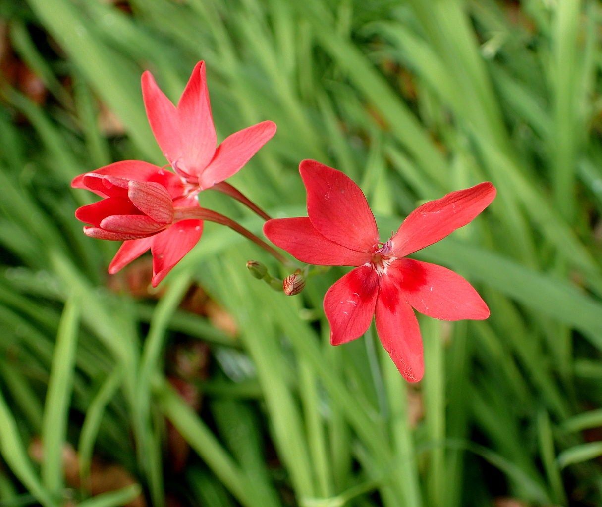 Red False Freesia Corms