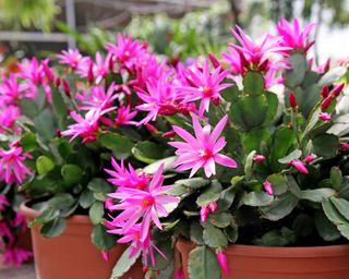 Easter cactus with pink flowers