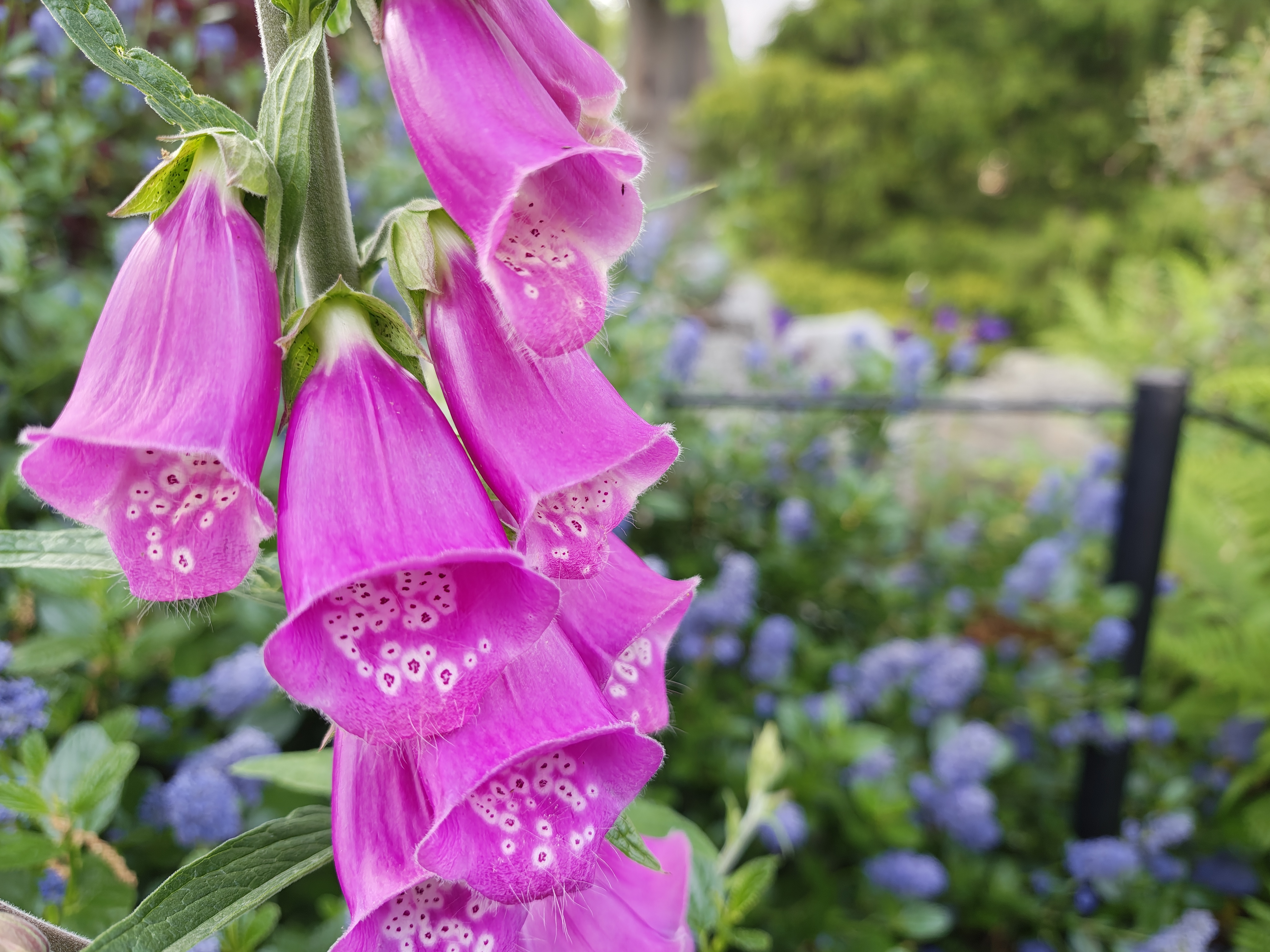 Pink flowers