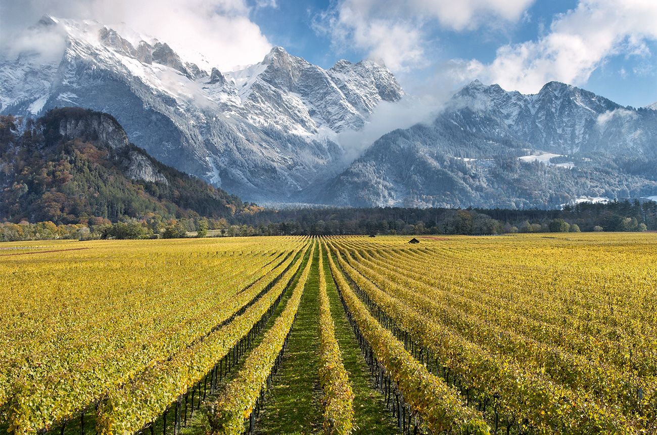 Vineyards of Weingut Gantenbein, Graubünden