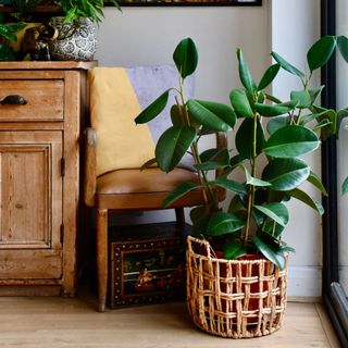 rubber plant in woven pot by leather chair and patio doors