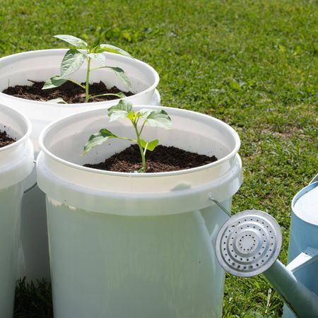 Small plants growing in 5-gallon buckets