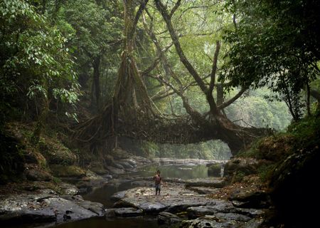 Living root bridge in India