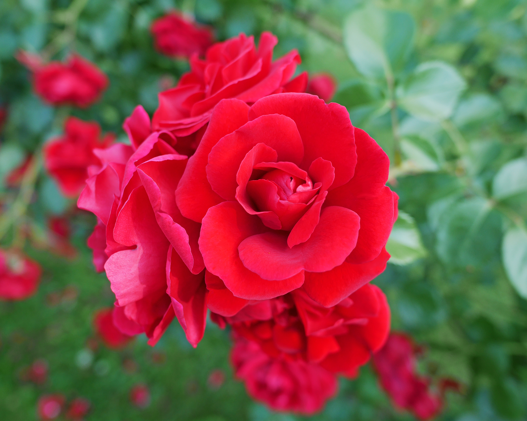 Don Juan red climbing rose