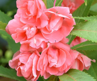 9 Old-Fashioned Flowers To Transport You To Another Time | Gardening ...