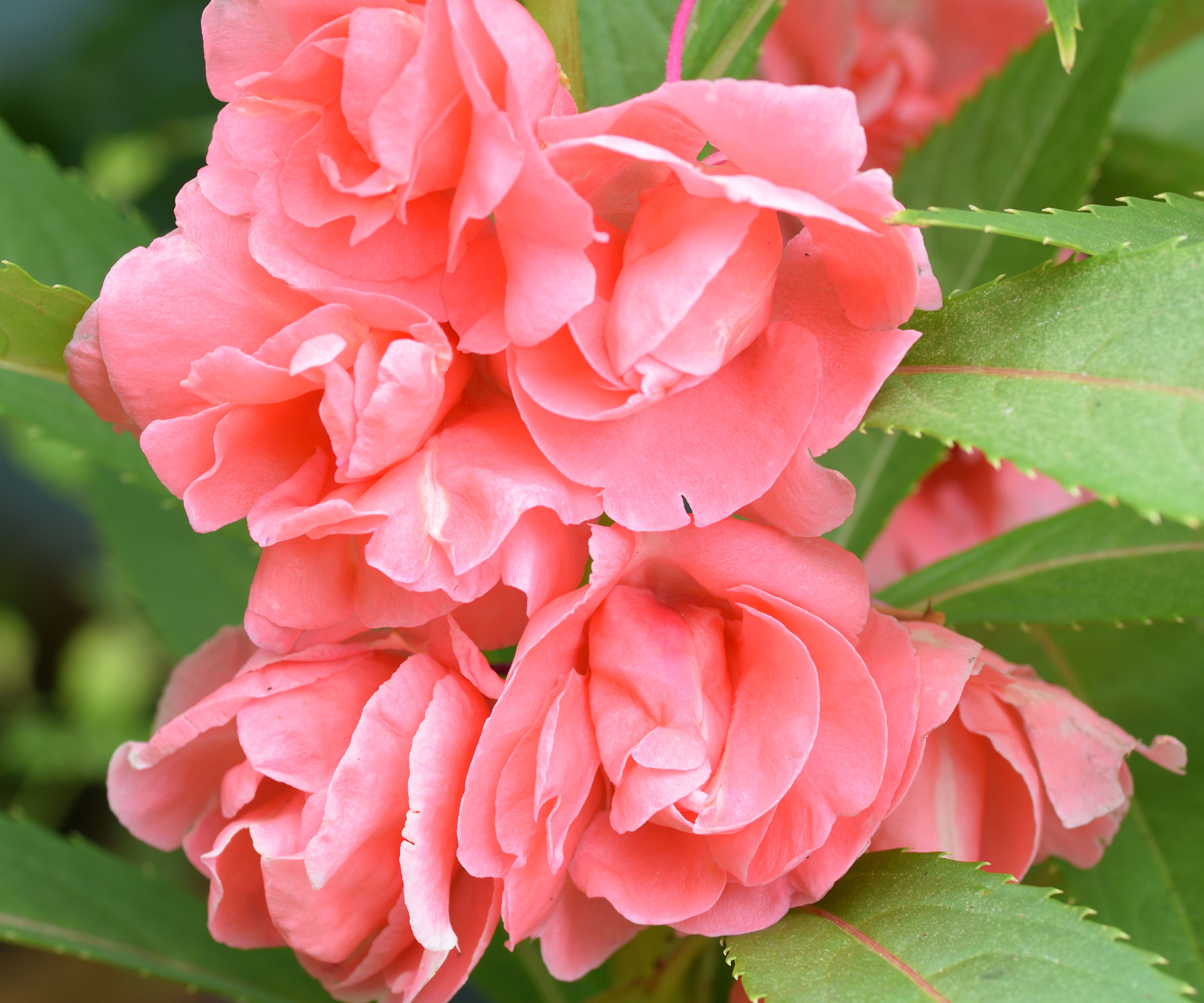 flowering balsam with salmon pink petals