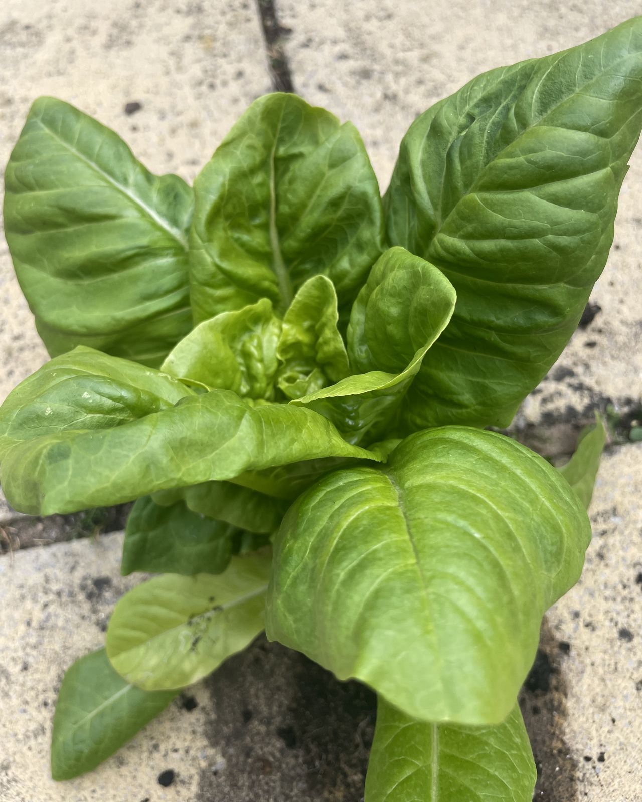 A full grown lettuce in block paving