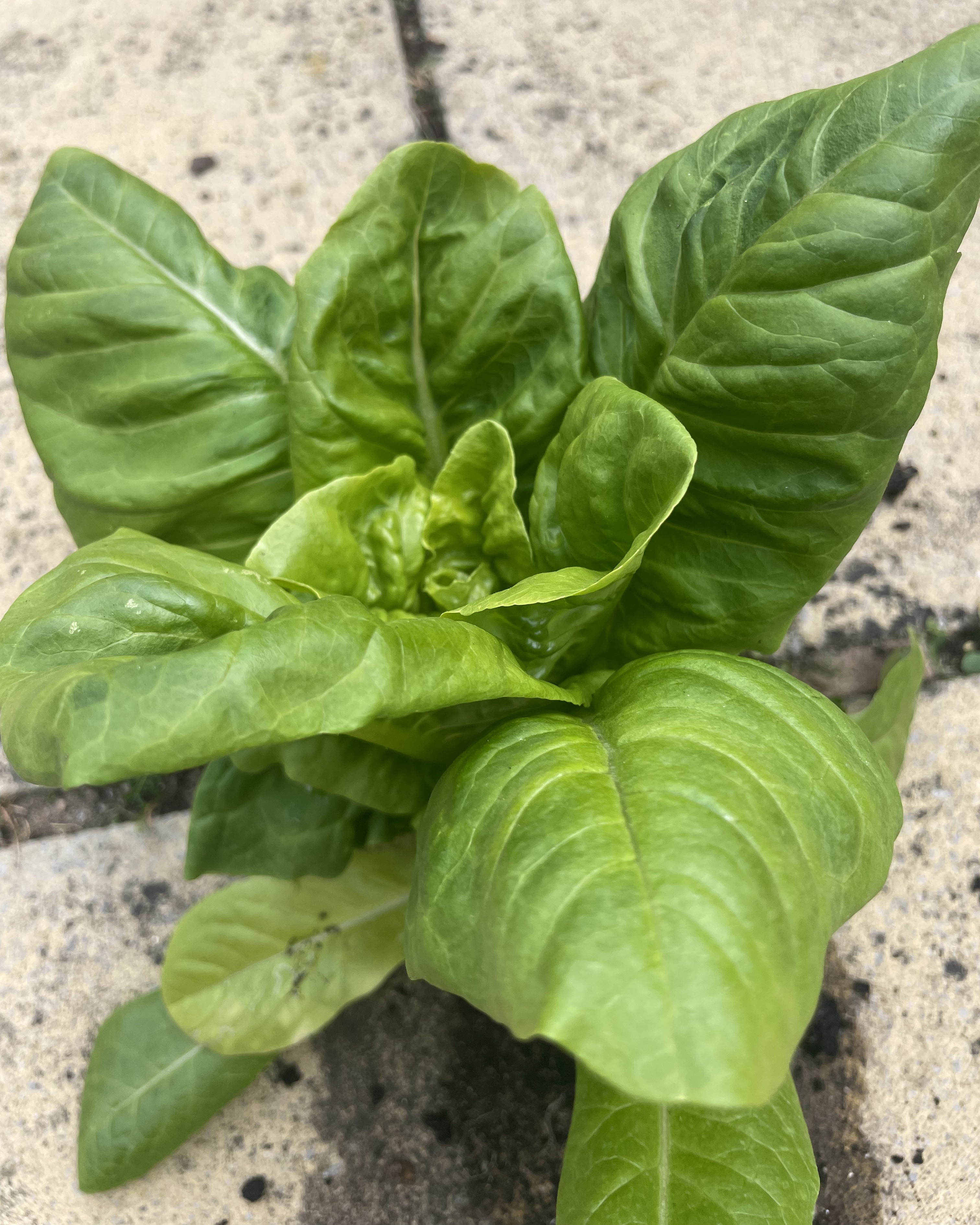 A full grown lettuce in block paving