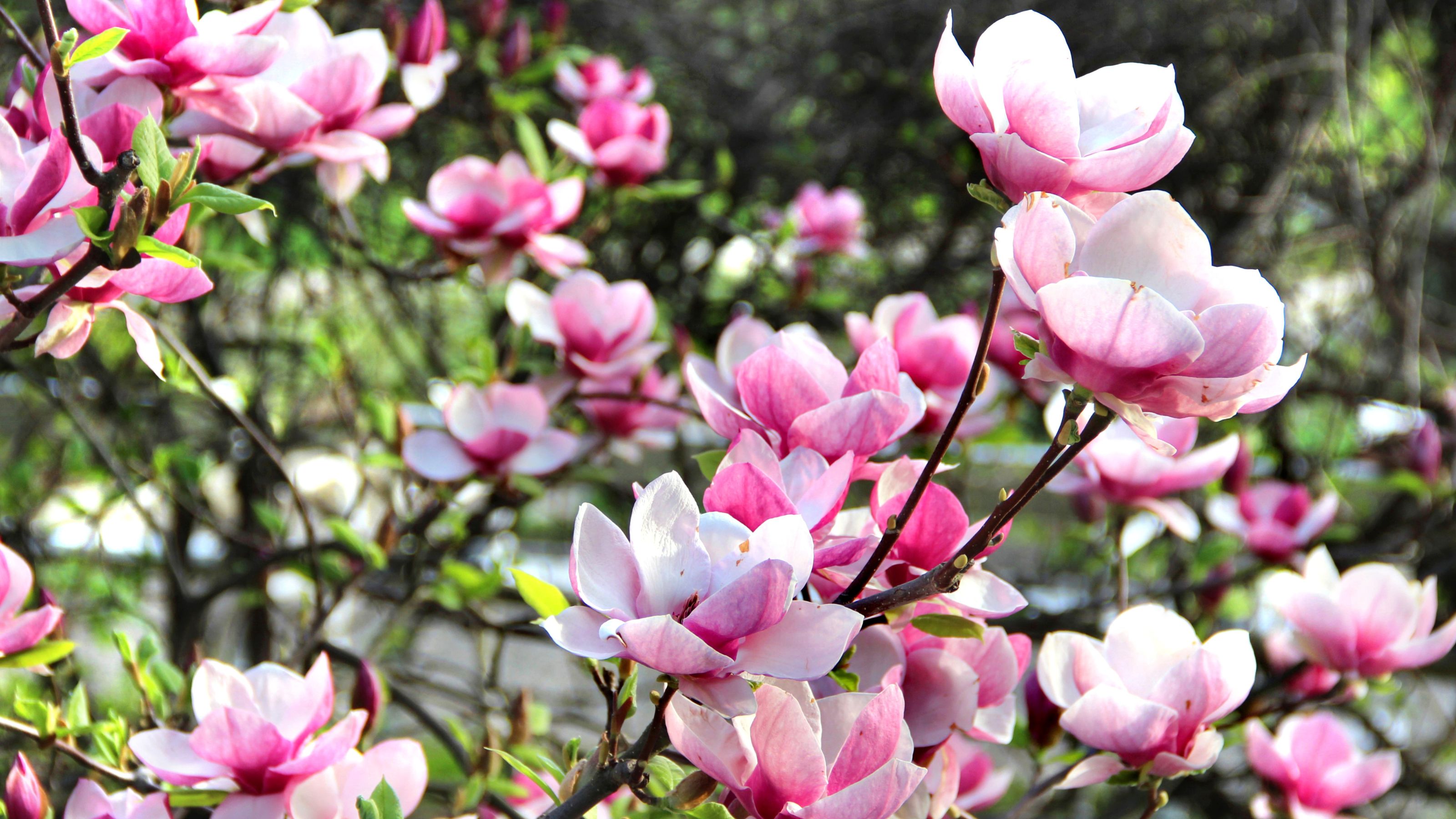 magnolia with pink flowers