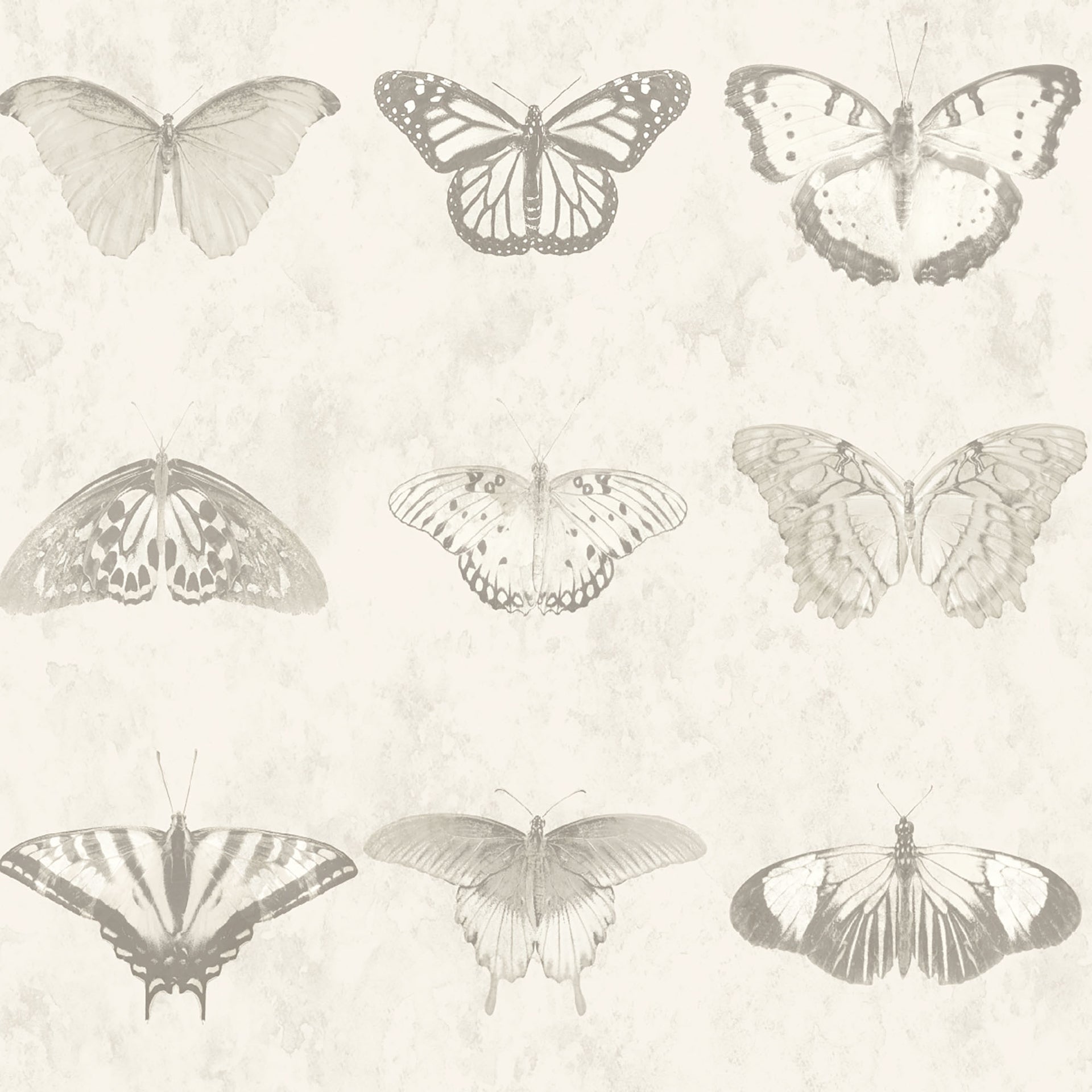Lepidoptera Magnolia Wallpaper - Roll