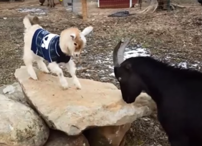A good day for these goats.