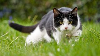 Cat hunting in long grass