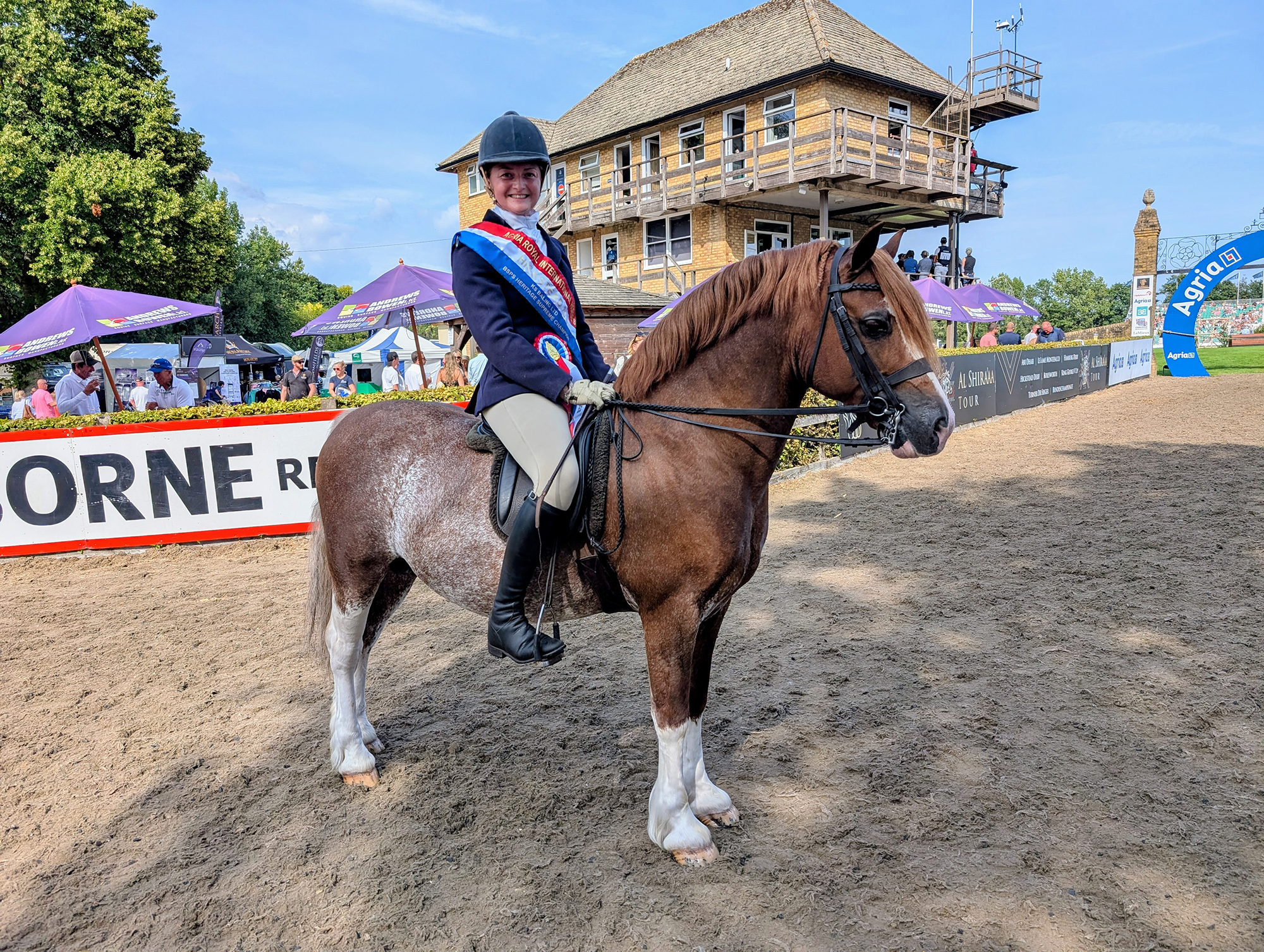 A chestnut Welsh section C with white stockings and roaning on his body stands outside the main arena at Hickstead with his rider wearing the supreme champion tricolour sash and rosette