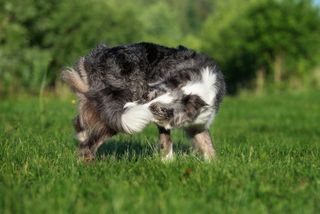 border collie dog chases tail