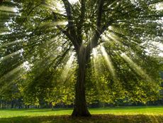 Light Shining Through Large Shade Tree