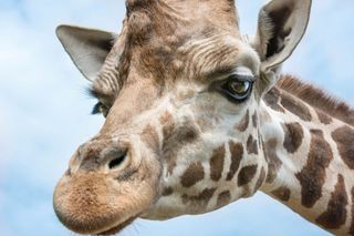 Giraffe close-up at the London Zoo