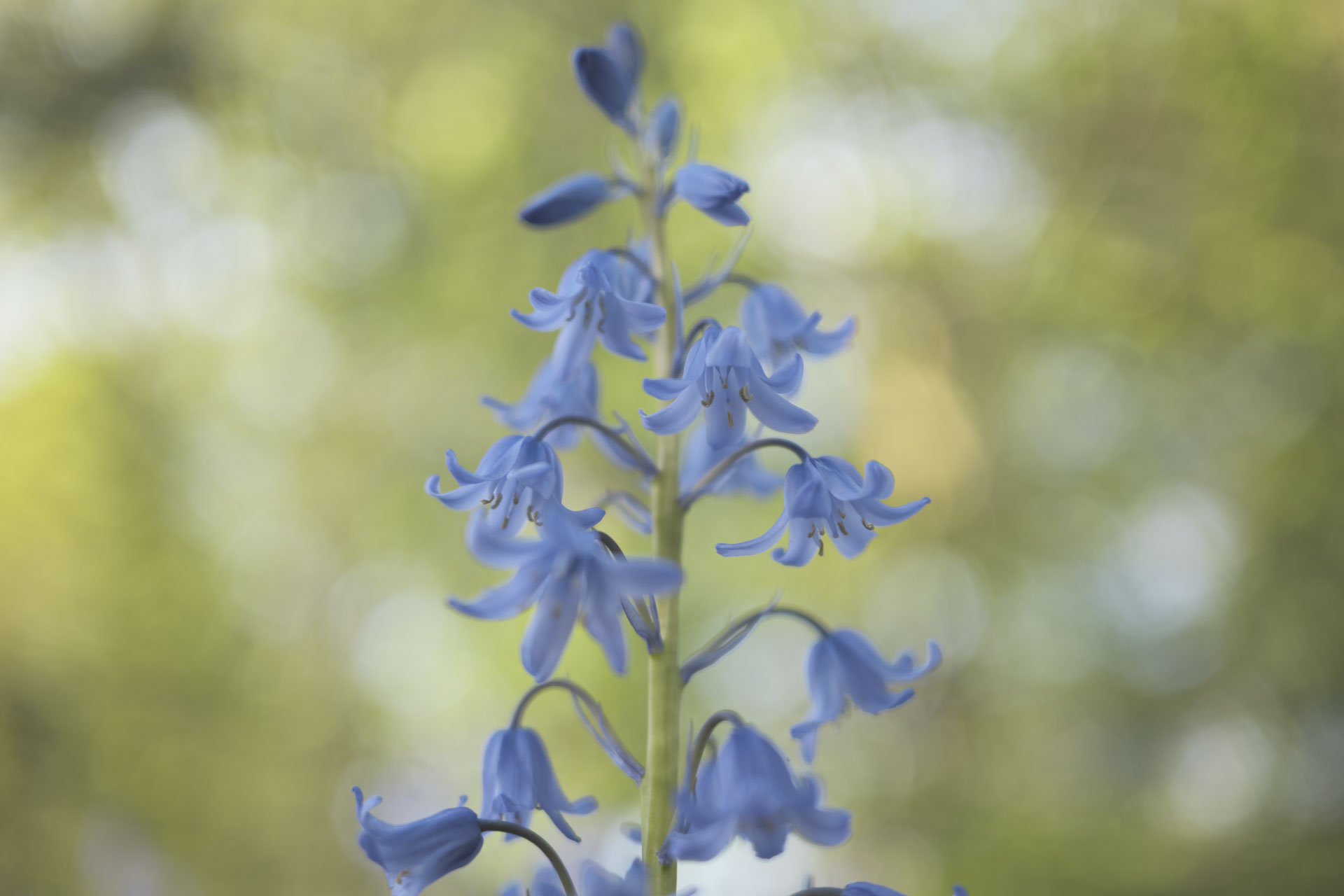 Close up of bluebells in bright light with lush green surroundings