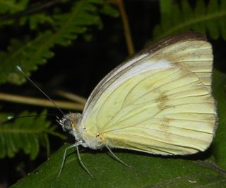 Great Southern White butterfly sitting on a leaf