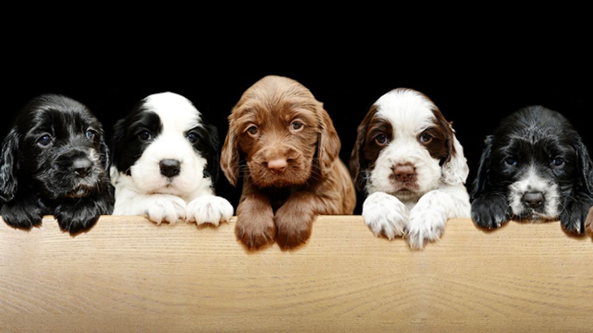 Line of sprocker puppies