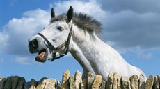 neighing-alamy-AXE3AE_160061952_246815481.jpg