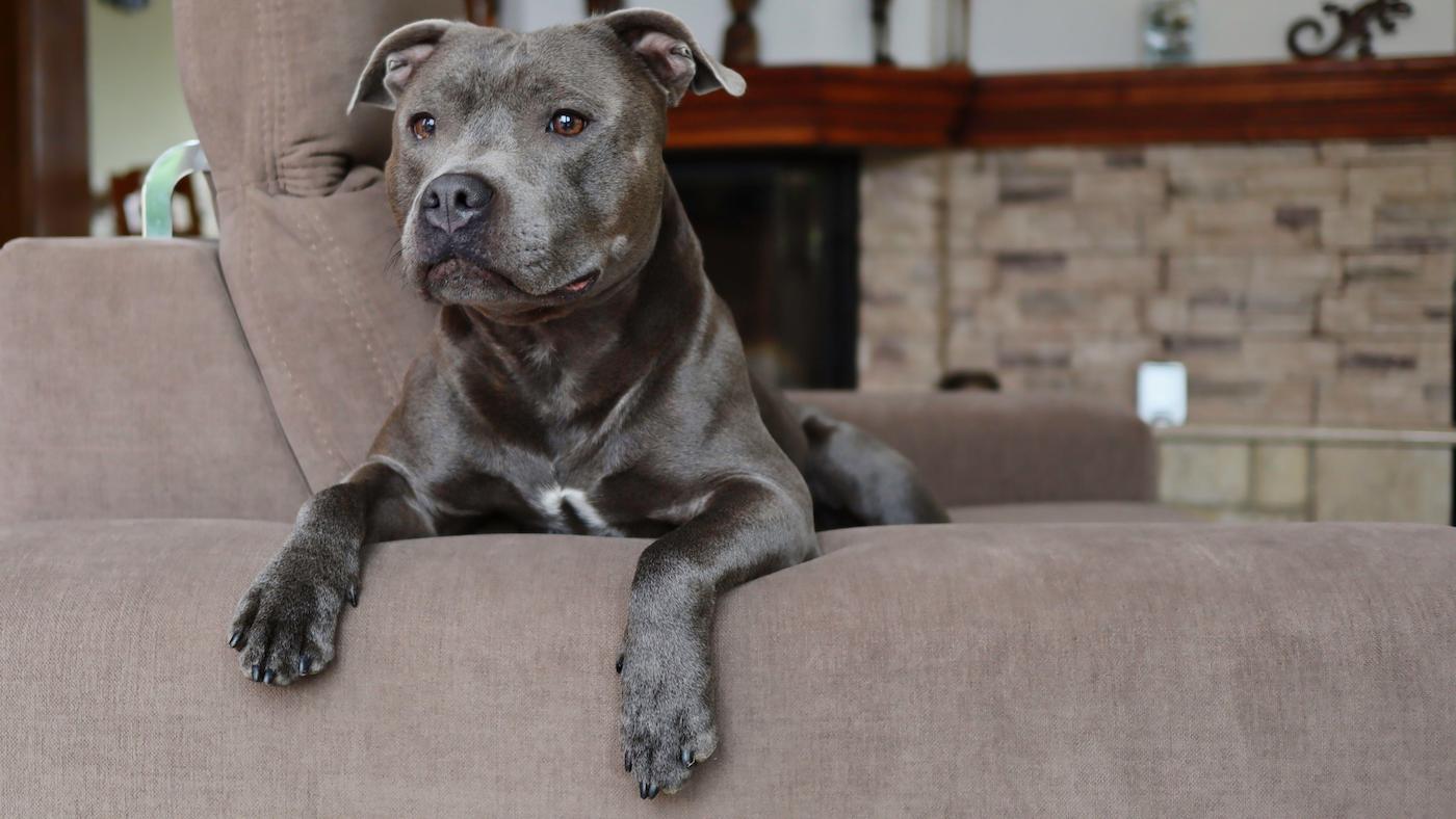 How to keep dogs off the couch