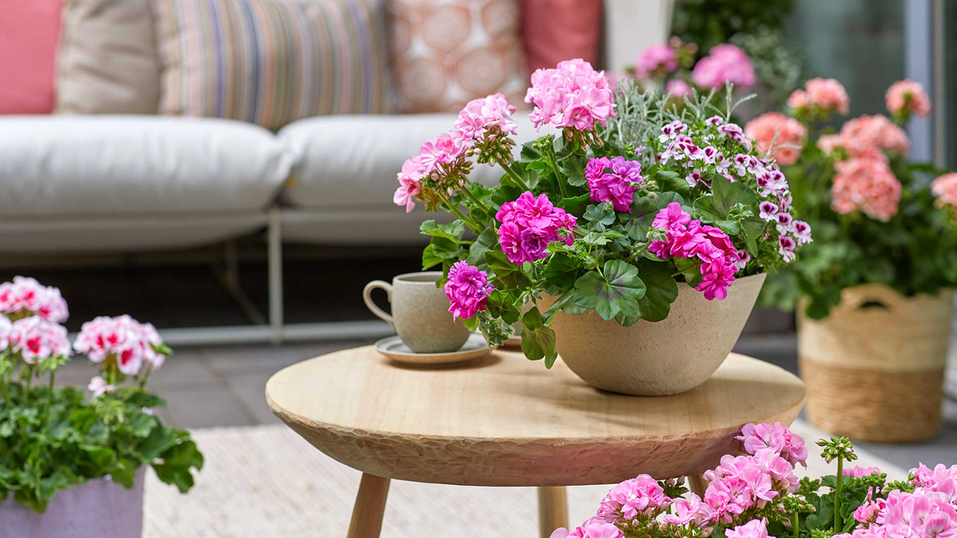 potted pelargonium on outdoor table