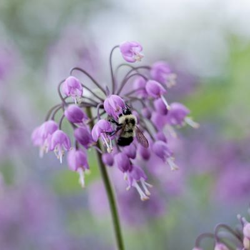 Nodding Onion Allium Cernuum