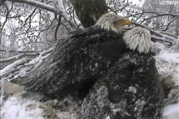 decorah-eagles-snow-110425-02