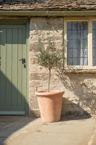 container gardening ideas: olive tree in pot