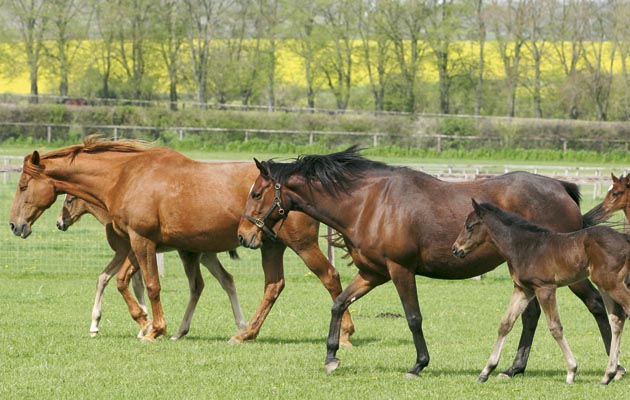Thinking about breeding a horse, then H&amp;H explains the costs involved