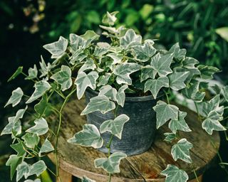 Variegated common English ivy trailing over container