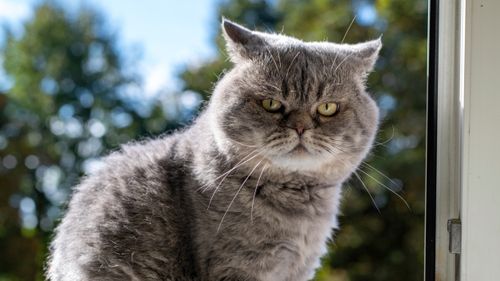 DOES CAT TRANSLATOR APP WORK visual data 8