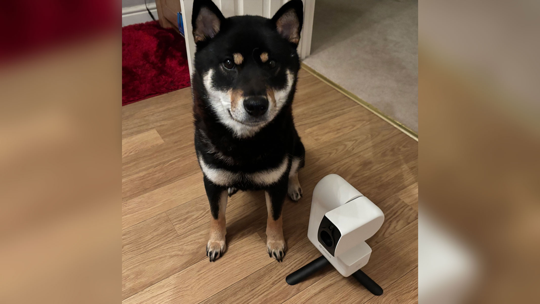 A ZWO Seestar S30 smart telescope next to a black shiba inu dog.